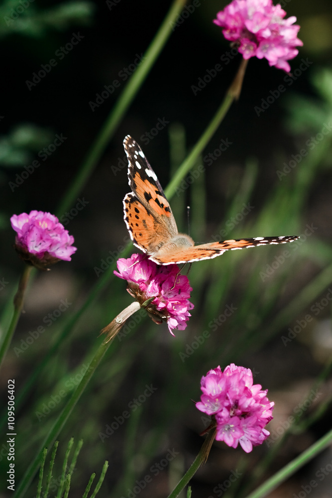 Close-up of a Painted Lady (Vanessa cardui) butterfly Close-up of a Painted Lady (Vanessa cardui) butterfly