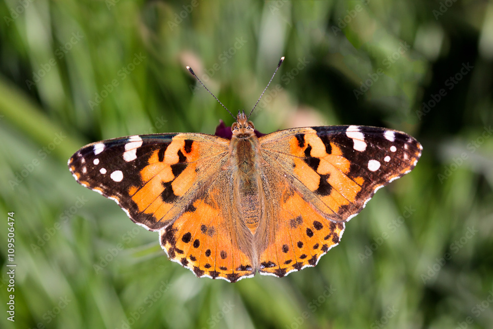 Close-up of a Painted Lady (Vanessa cardui) butterfly Close-up of a Painted Lady (Vanessa cardui) butterfly
