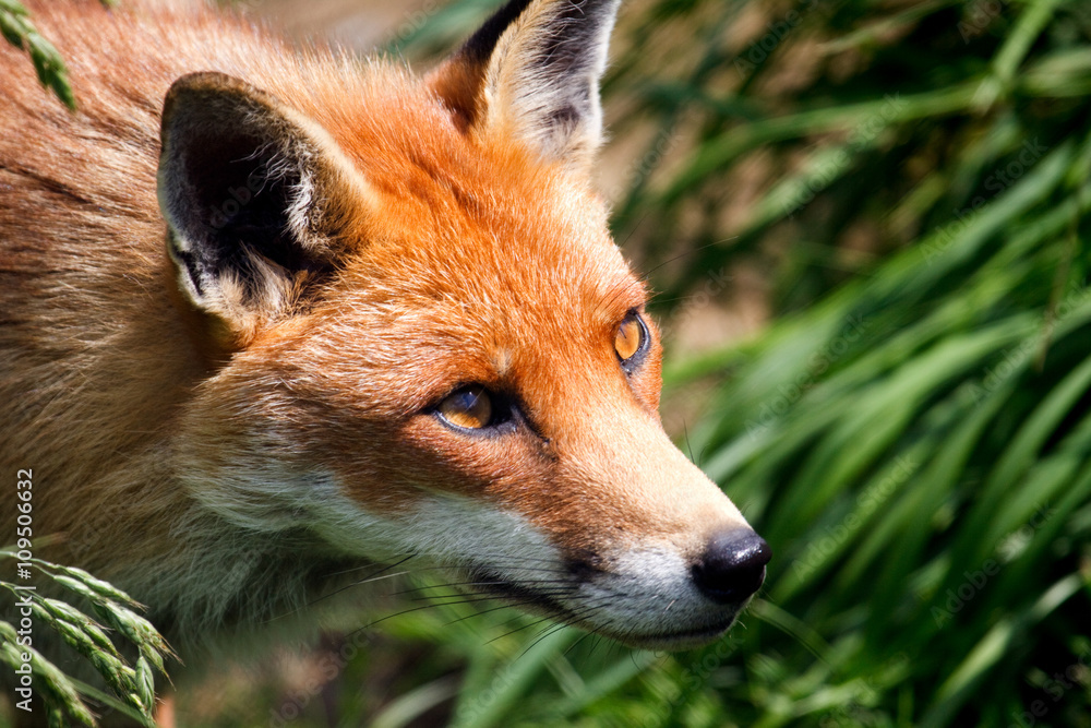 Obraz premium Close-up of a Red Fox (Vulpes vulpes)