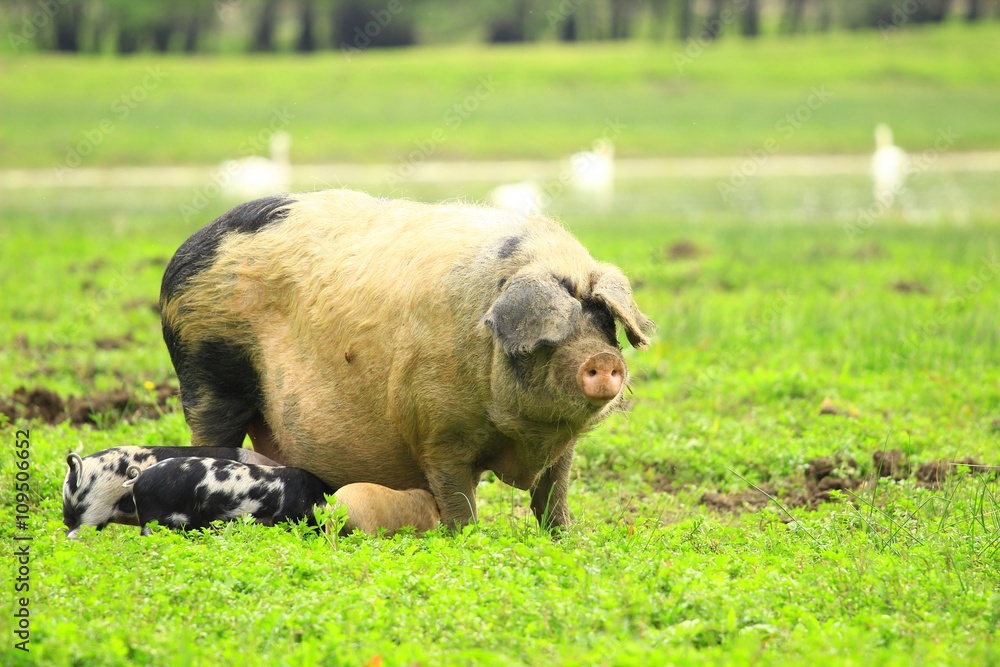 Sow and piglets Sow and piglets