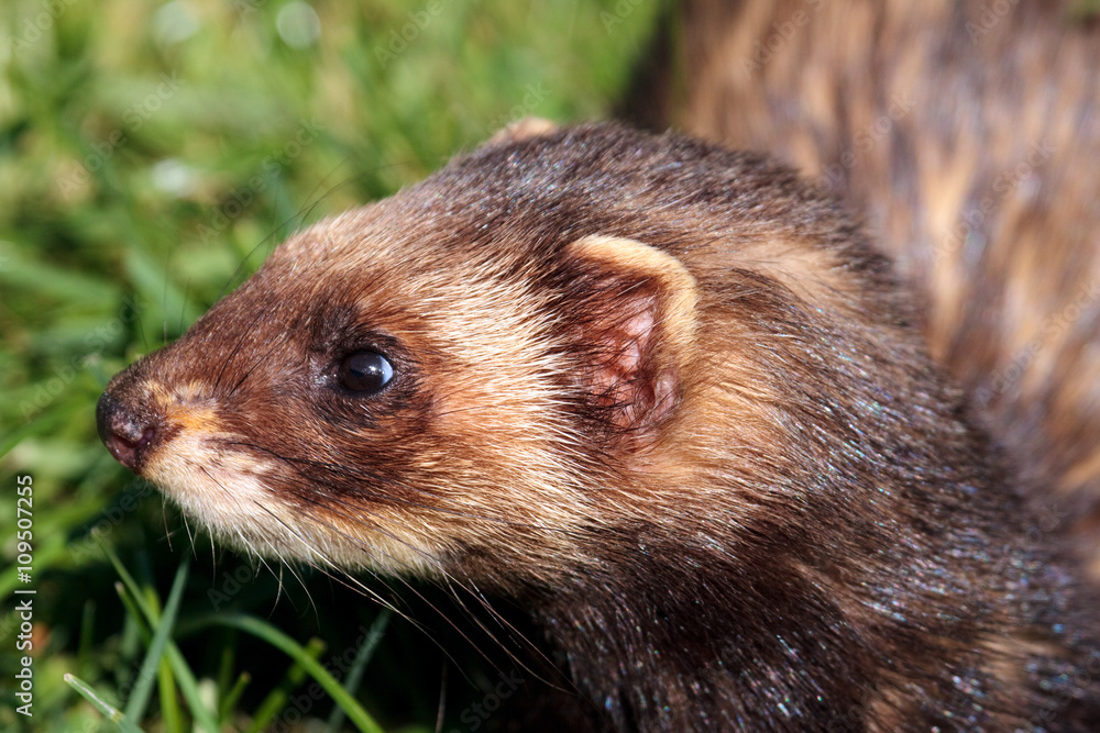 Close-up shot of an European Polecat (mustela putorius)
