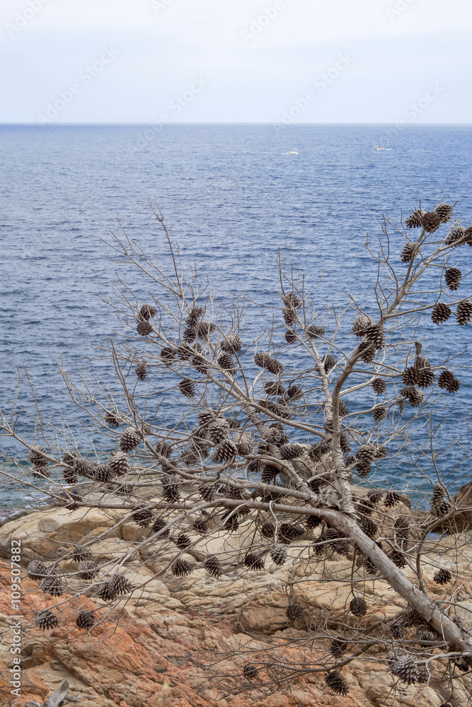 Dried pine tree lying on rocks nearby the sea