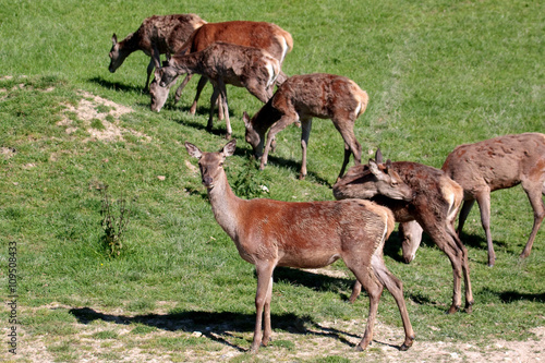 Herd of Red Deer  cervus elaphus 