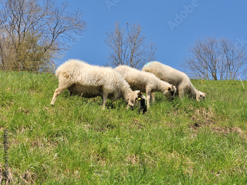 moutons broutant dans prairies 