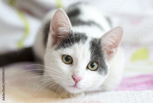 Kedi