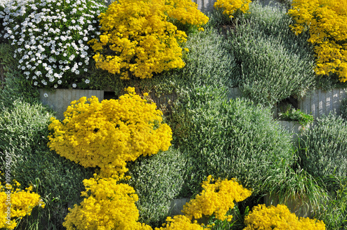 plantes de rocailles sur muret 