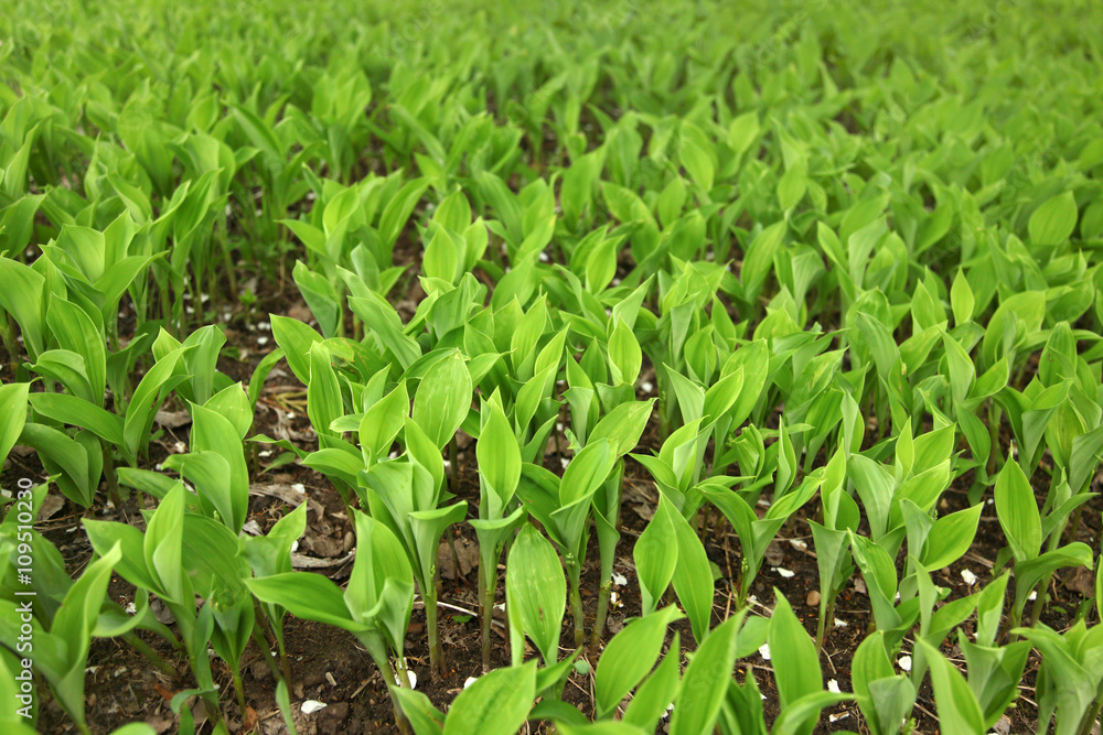 Obraz premium Liście konwalii