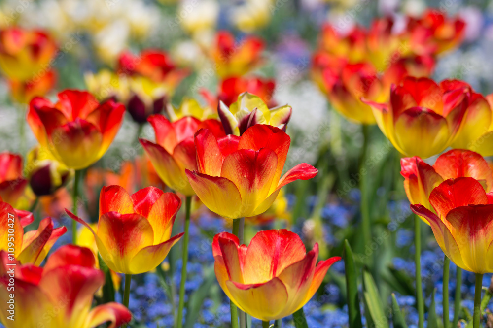 Rot-gelbe Tulpen 
