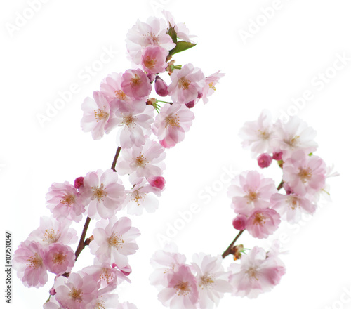 Sakura - Frühling © medwedja