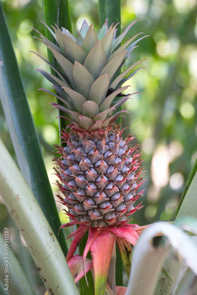 Fototapeta premium Fresh pineapple