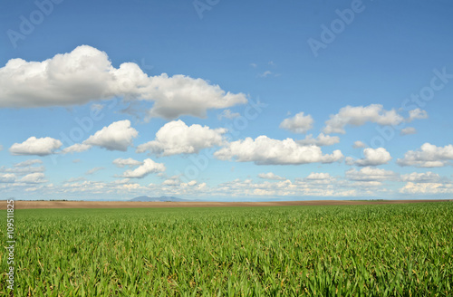 Wheatgrass field in Europe