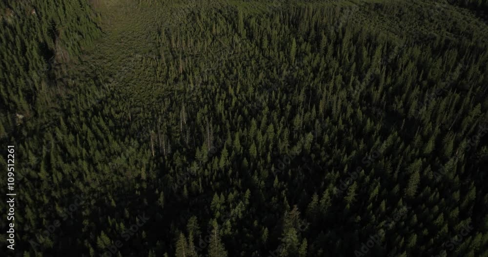 Taiga. Altai, Siberia Taiga. Altai, Siberia