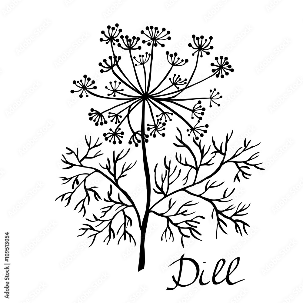 Vector dill illustration, vector dill isolated. Dill plant sketch. Hand