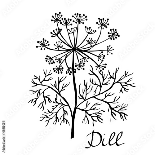 Vector dill illustration, vector dill isolated. Dill plant sketch. Hand drawing dill. Dill herb vector card.