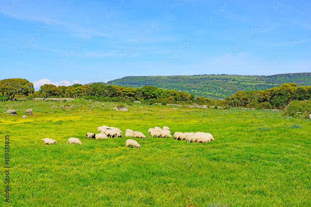 sheeps in a green and yellow field