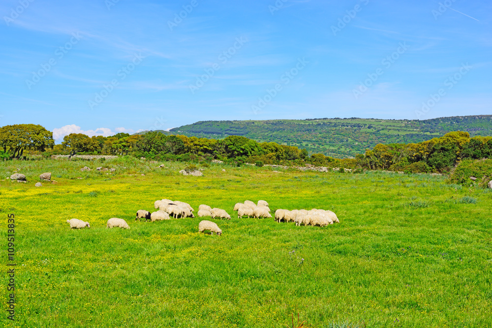 sheeps in a green and yellow field sheeps in a green and yellow field