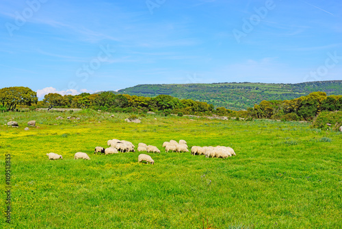 sheeps in a green and yellow field