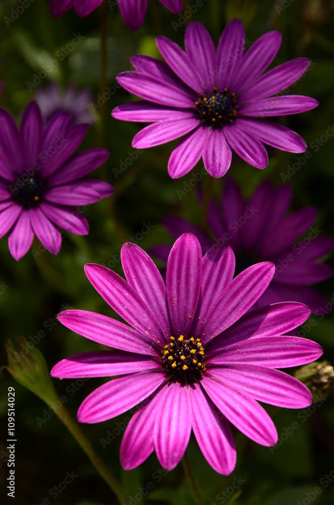 Margherita viola Margherita viola