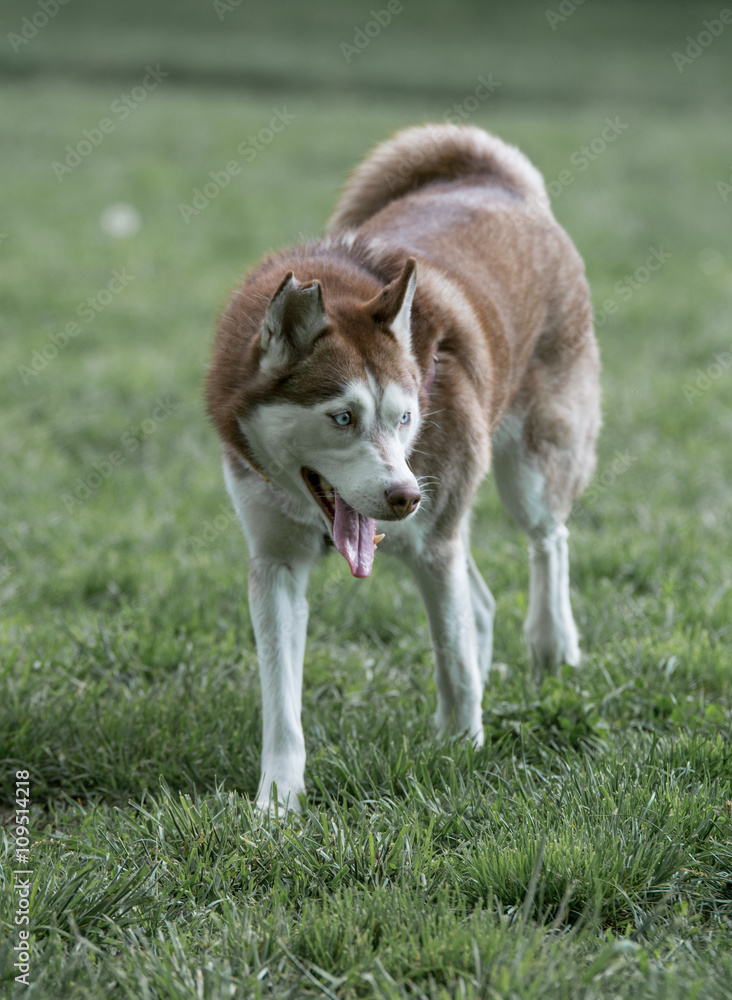 Closeup portrait of Siberian husky dog