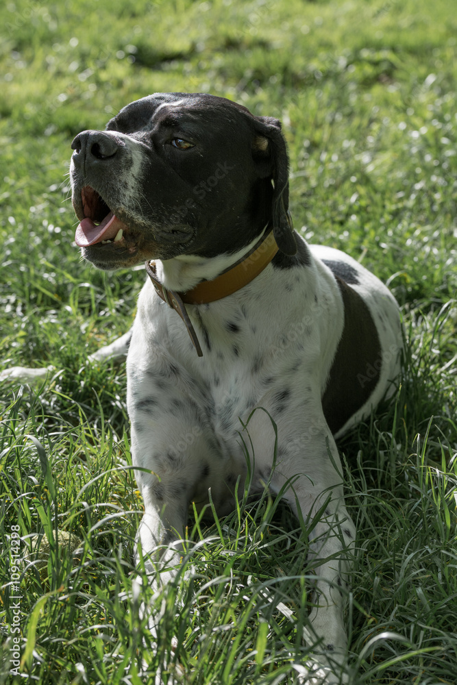 Closeup portrait of English Pointer dog Closeup portrait of English Pointer dog