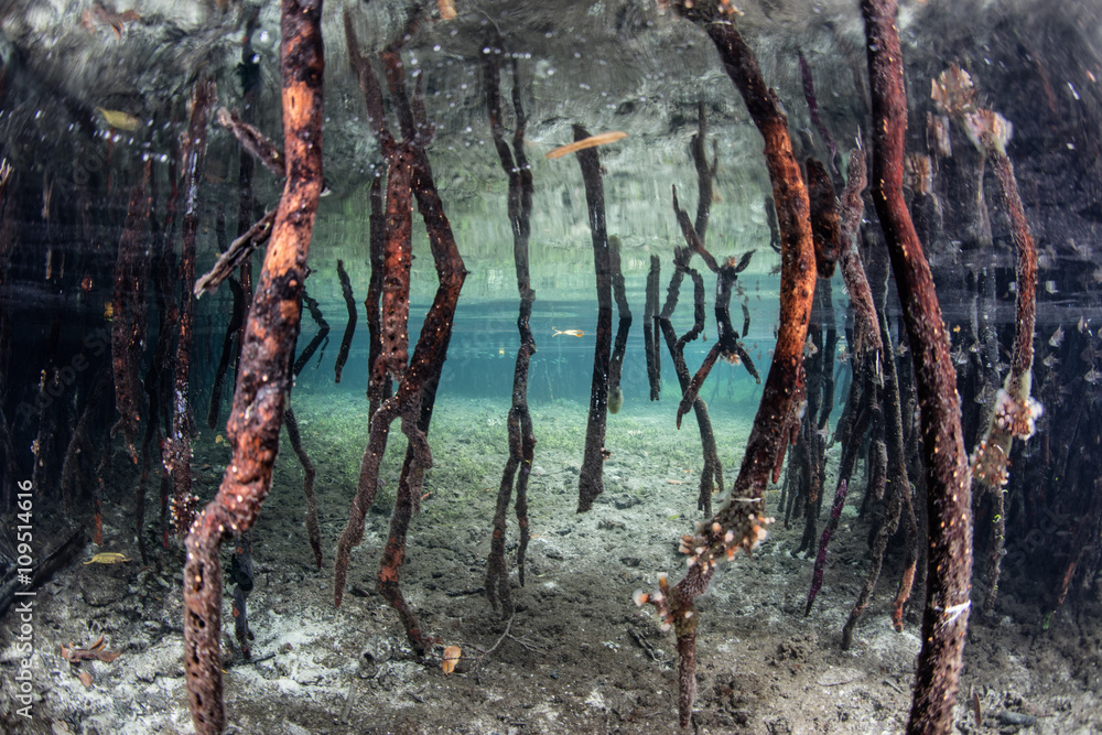 Mangrove Roots Underwater in Raja Ampat