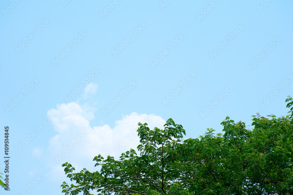 Fototapeta premium tree and blue sky with clouds