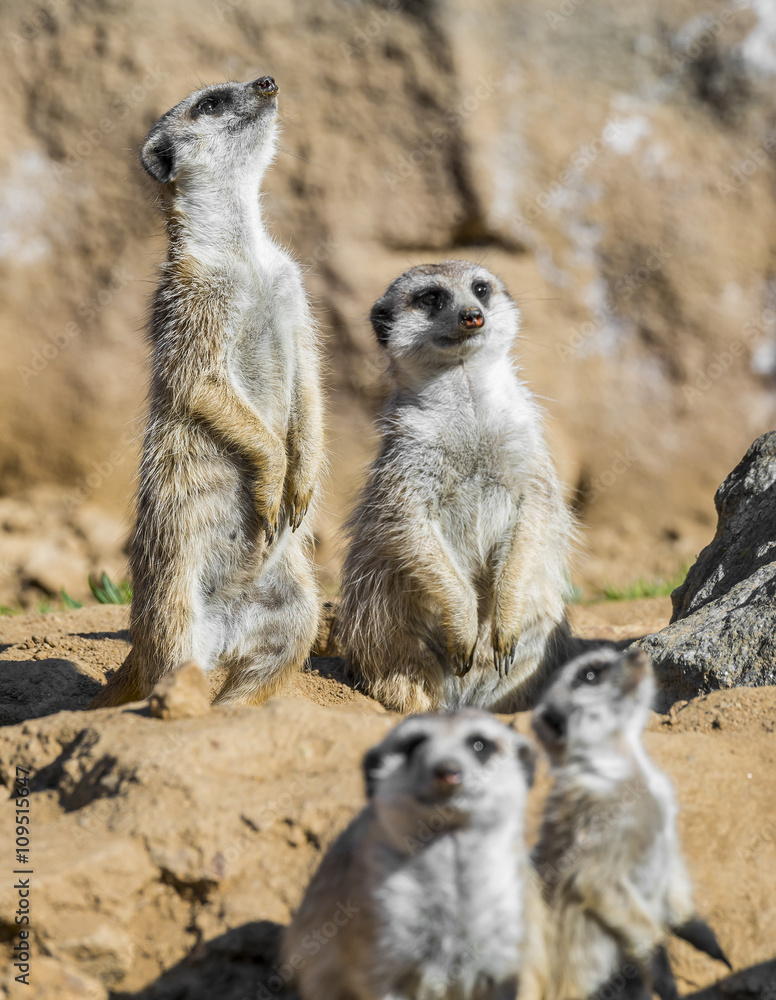 Group of meerkats Group of meerkats