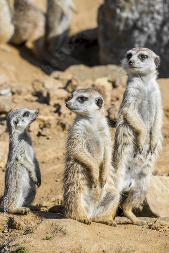 Group of meerkats