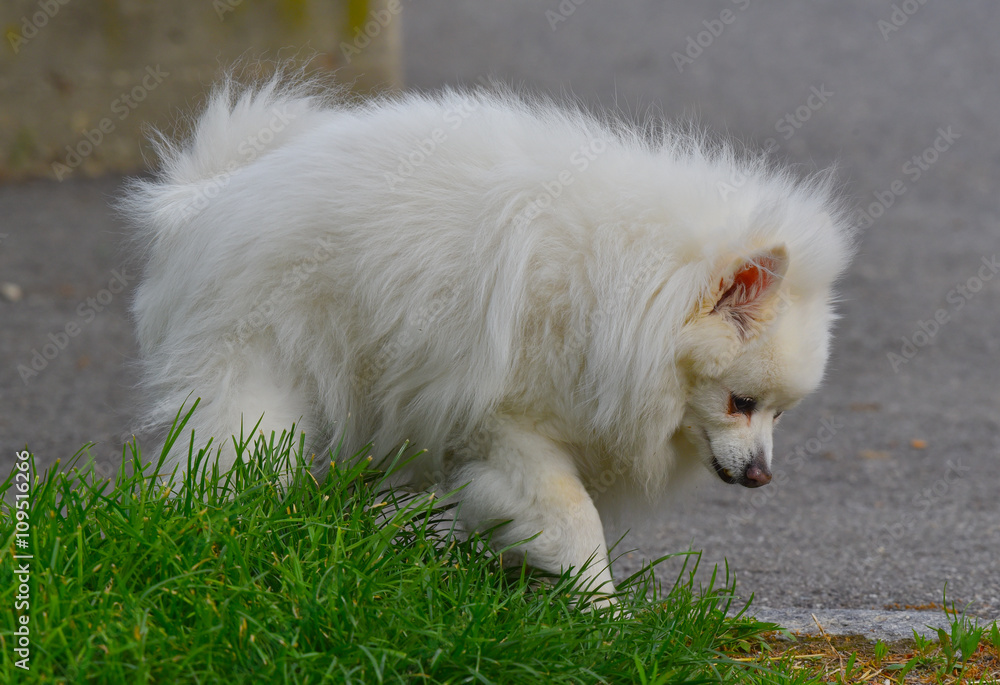 Cane volpino bianco che passeggia per strada 
