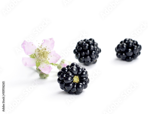 Fresh blackberries with flower and copy space. Ripe blackberries isolated on white background