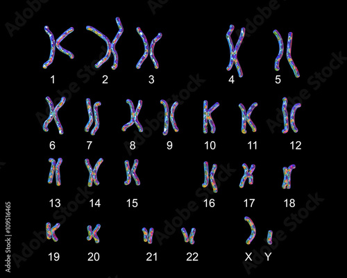 Normal human male karyotype, labeled. 3D illustration Stock ...