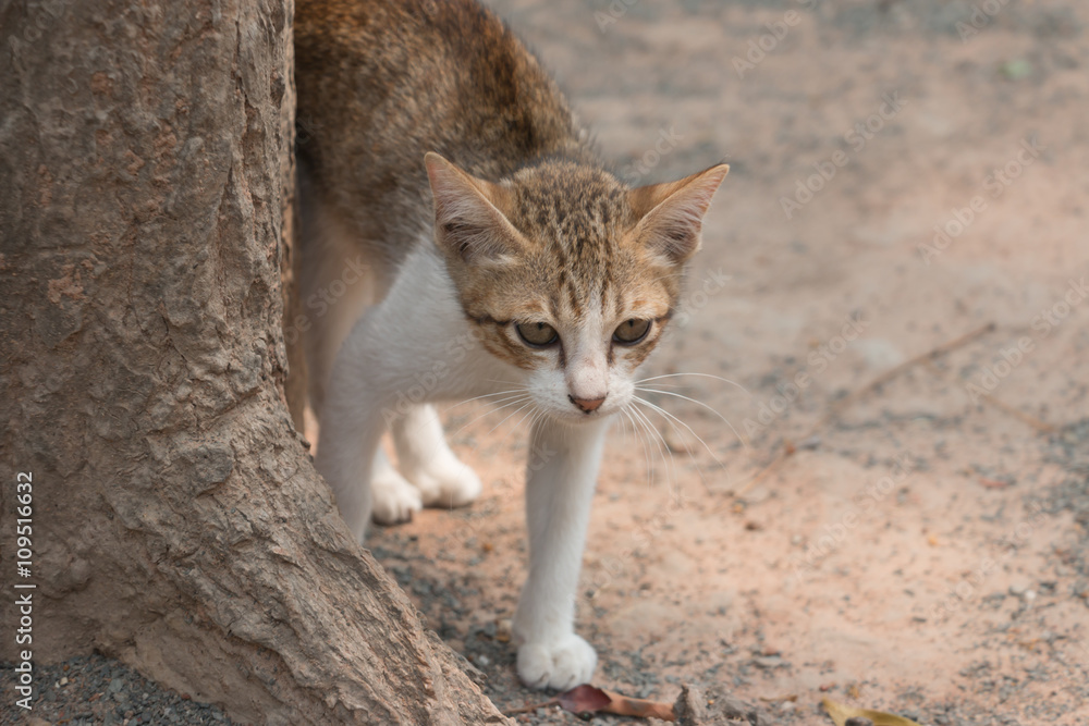 Obraz premium Cute Kittens