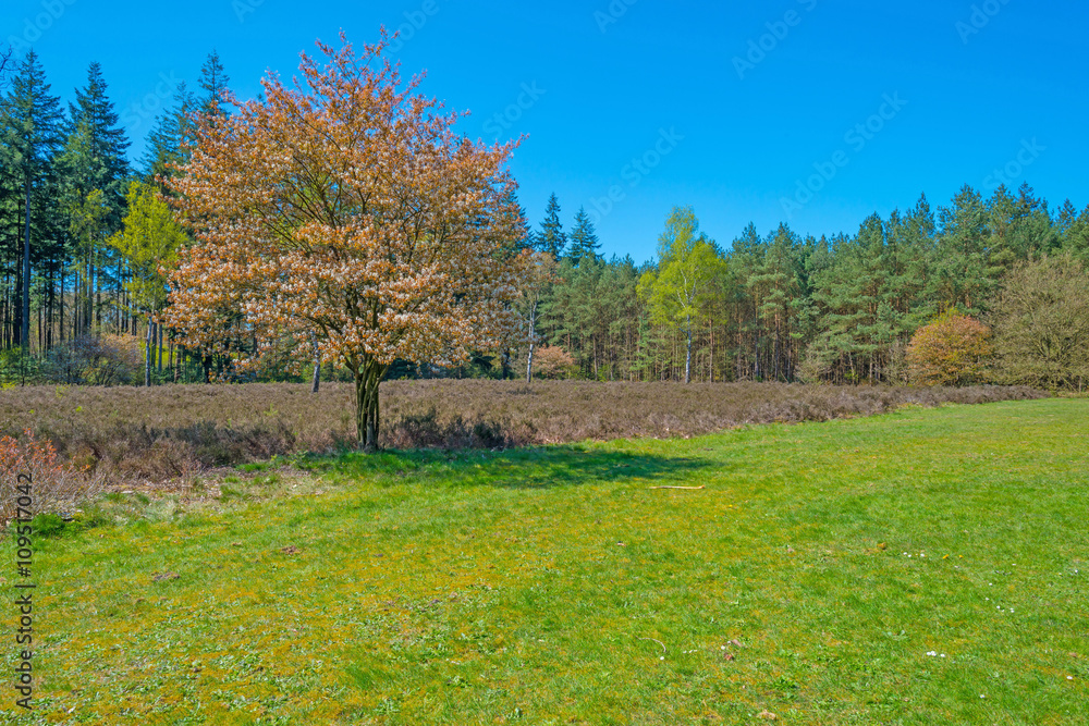 Clearing in a forest in spring