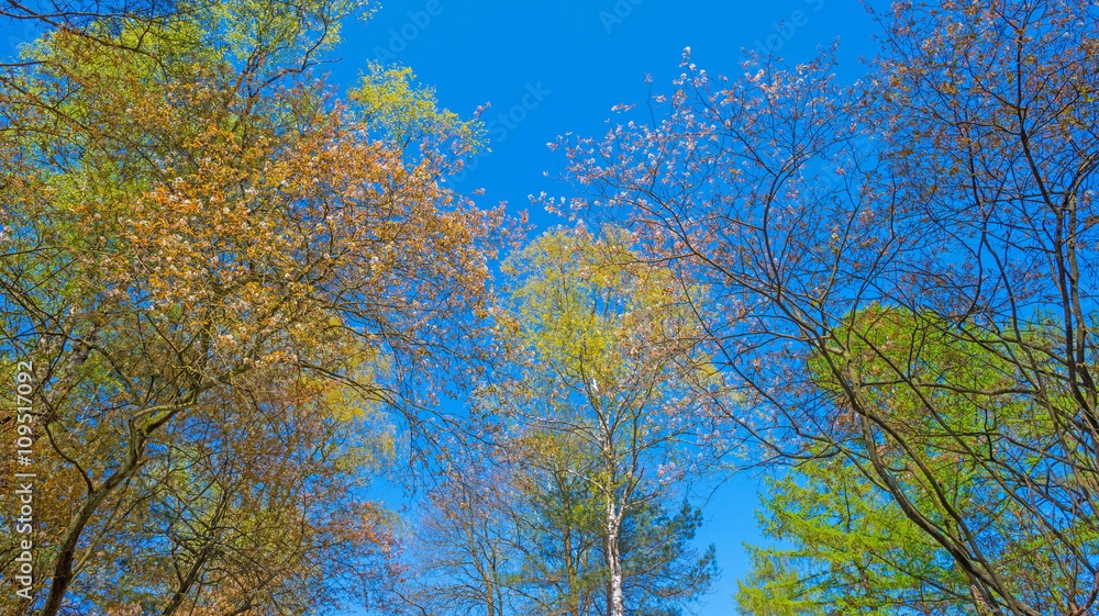Canopy of trees in sunlight in spring Canopy of trees in sunlight in spring