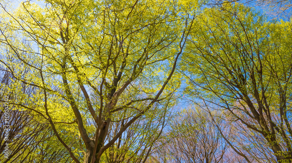 Canopy of trees in sunlight in spring Canopy of trees in sunlight in spring