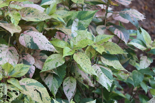acalypha plant in Plant nursery