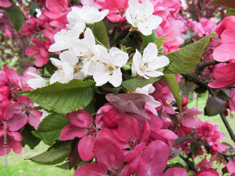 Fototapeta premium Cherry Tree in spring