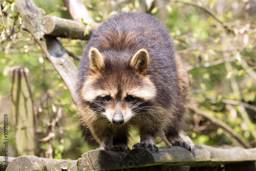 American raccoon, Procyon lotor, is abundant predator