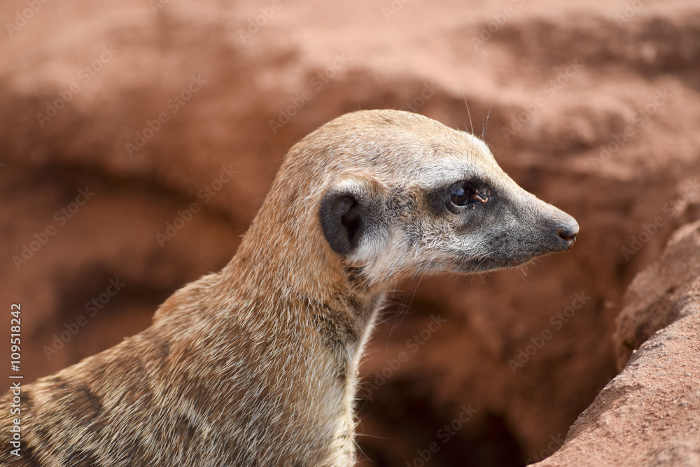 Fototapeta premium Suricata suricatta - Surikate Meerkat Erdmännchen