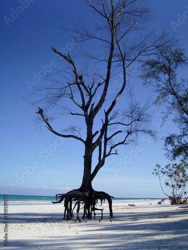 Old Casuarina Tree Roots Exposed On Beach