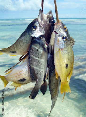 Fishermans Catch