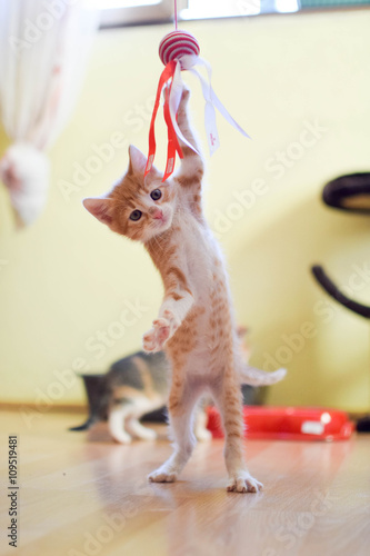 Kitten playing