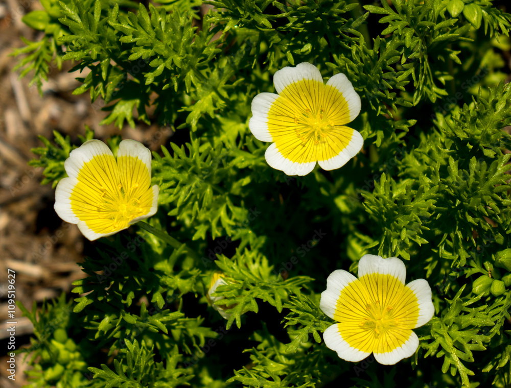 リムナンテス StockFoto Adobe Stock
