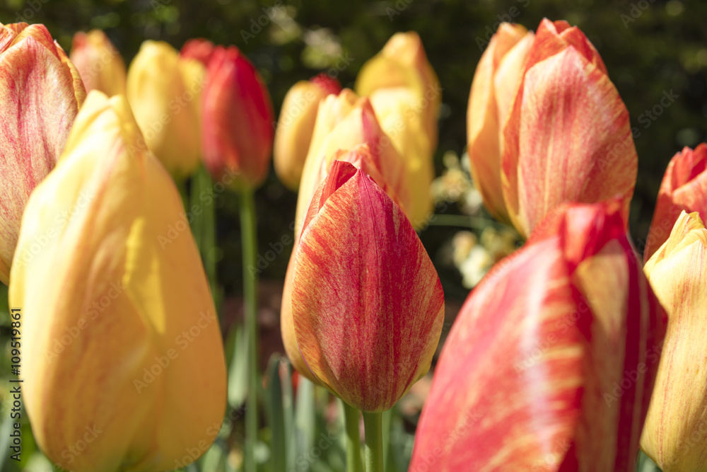 Fototapeta premium Group of colorful tulips outdoors