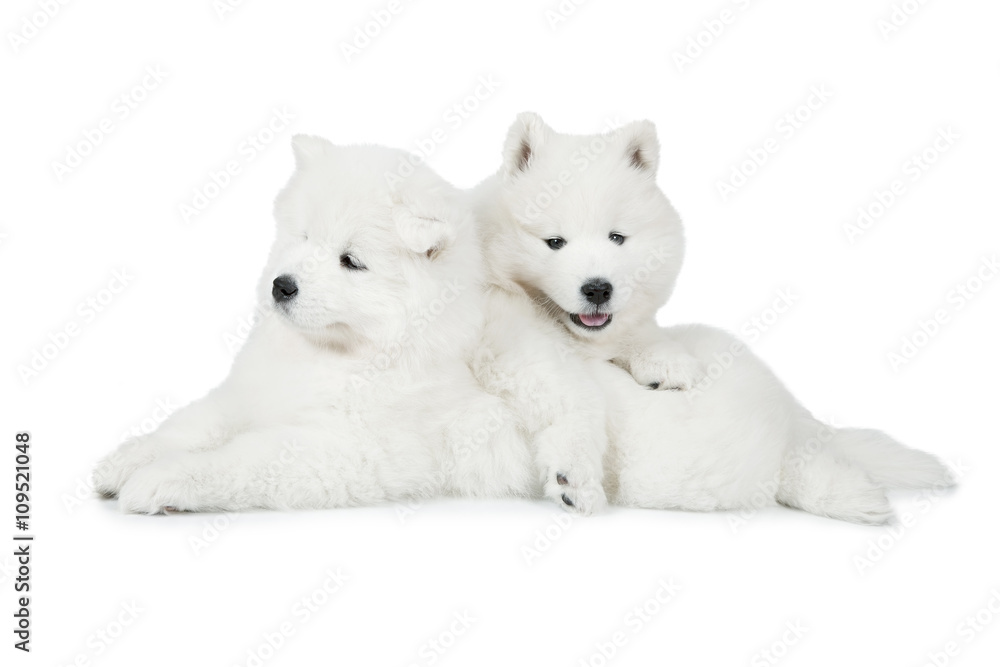 Two Samoyed puppies dog