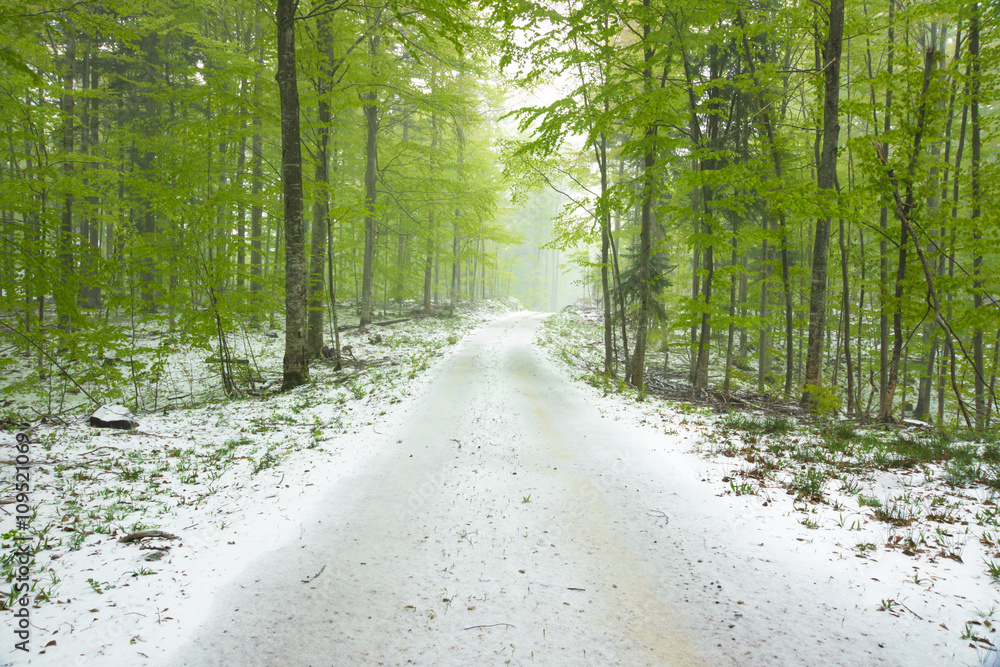 Fototapeta premium Beautiful green forest and snow in spring time