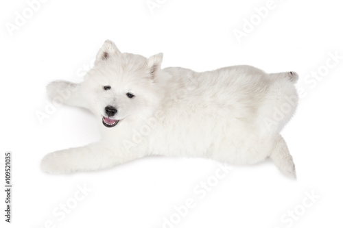 Samoyed puppy lying over white