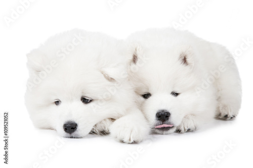Seven months old Samoyed puppy dog over white