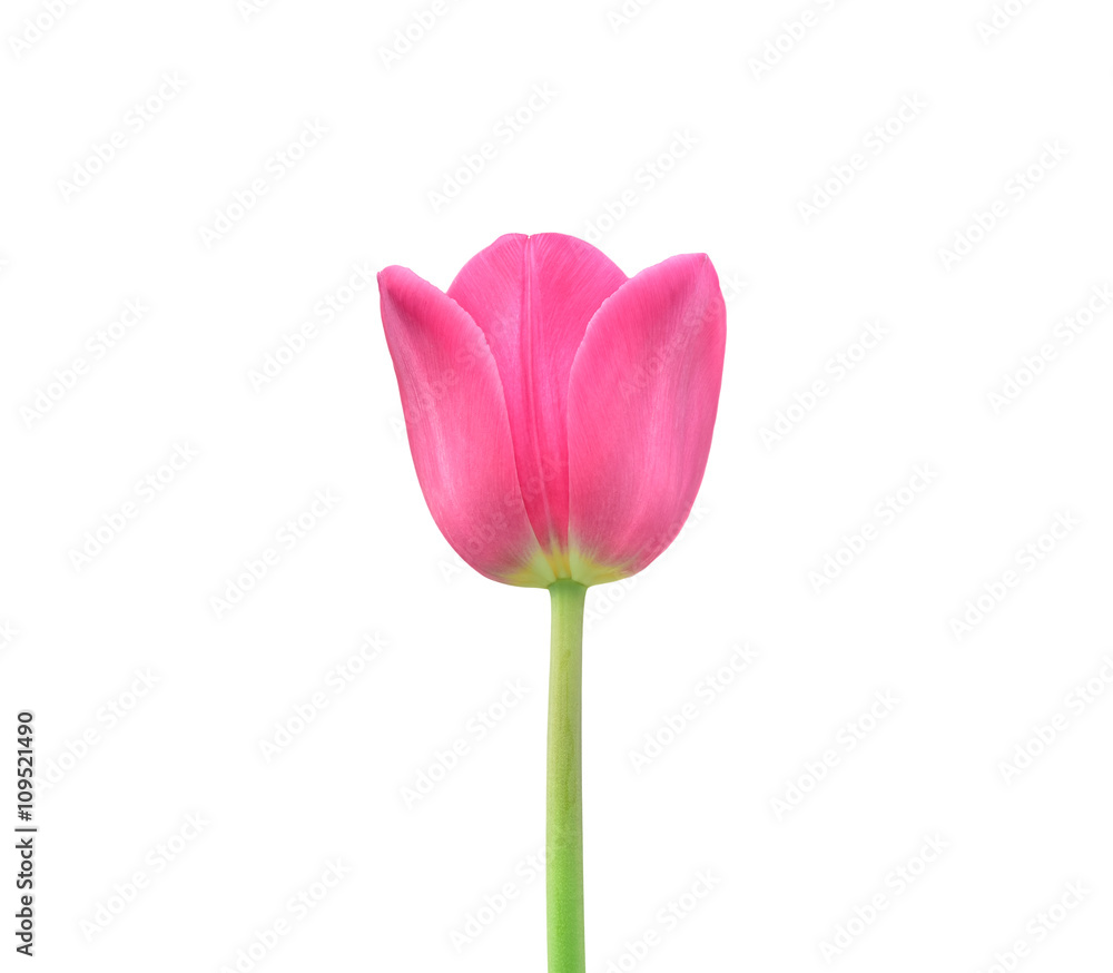 pink tulip isolated on white background