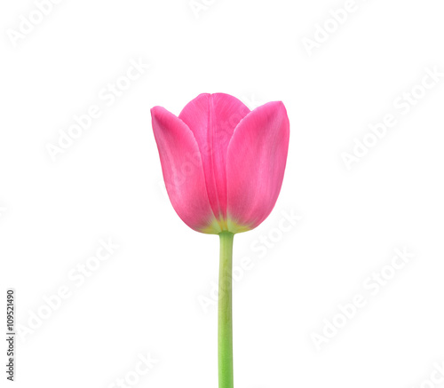 Obraz na płótnie pink tulip isolated on white background w salonie